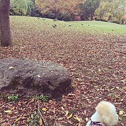 犬の散歩/枯葉の絨毯のインテリア実例 - 2016-11-16 02:10:42