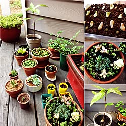 棚/日替わり投稿企画!木曜日/植物/観葉植物/ガーデニング...などのインテリア実例 - 2017-06-15 22:01:18