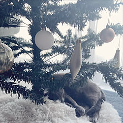 クリスマス/クリスマスツリー/ねこと暮らす/猫のいる暮らし/ニトリ...などのインテリア実例 - 2021-12-24 09:49:35