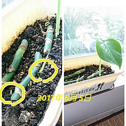 セリアの雑貨/緑/観葉植物/植物/芽が出た...などのインテリア実例 - 2017-06-05 08:34:54