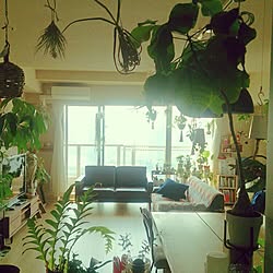 キッチン/NO GREEN NO LIFE/植物/観葉植物/チランジア...などのインテリア実例 - 2015-05-27 15:04:33