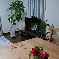 部屋全体/ウンベラータ/観葉植物のある部屋/ニトリ/観葉植物...などのインテリア実例 - 2017-06-07 08:55:30