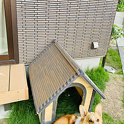 芝育成中/濡れ縁/消炭/タイル貼り/犬小屋...などのインテリア実例 - 2020-08-03 19:01:36