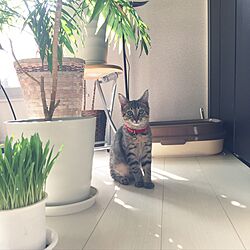 リビング/観葉植物/猫のインテリア実例 - 2017-04-25 07:47:08