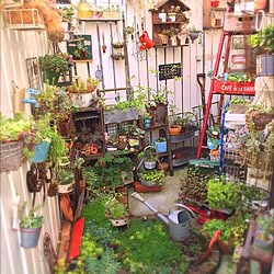 部屋全体/NO GREEN NO LIFE/植物/雑貨/DIY...などのインテリア実例 - 2015-06-21 21:14:06