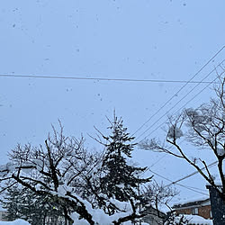 玄関/入り口/雪景色*＊*/雪3℃/電気毛布してます/薄暗く肌寒い...などのインテリア実例 - 2023-12-23 16:59:19