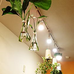 壁/天井/スカイプランター/緑化計画/NO GREEN NO LIFE/植物のある部屋...などのインテリア実例 - 2014-04-30 22:45:33