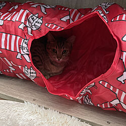 猫部屋にて/保護猫と暮らす/ねこのきもちプレゼント/ベッド周りのインテリア実例 - 2021-03-24 09:31:33