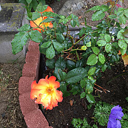 オレンジ色のバラ/庭/バラ/薔薇/花壇ＤＩＹ...などのインテリア実例 - 2020-05-17 07:44:14