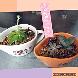 部屋全体/鉢植え/ホームセンターで購入/多肉植物のある暮らし/銀箋...などのインテリア実例 - 2021-09-12 09:39:11