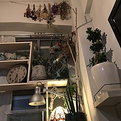 壁/天井/ねこ部/猫との生活/観葉植物/DIY...などのインテリア実例 - 2017-02-08 18:26:10