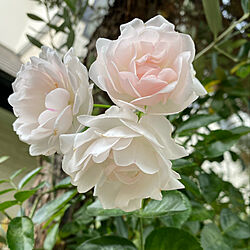 庭/花のある暮らし/薔薇/淡いピンク/白...などのインテリア実例 - 2021-06-12 07:08:12