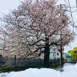 桜と雪のインテリア実例 - 2020-03-29 11:28:50