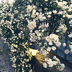 白い花/夕方の1枚/お庭の花/良い香りがします/木香薔薇...などのインテリア実例 - 2020-04-25 19:20:32