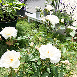 ラベンダー/アイスバーグ/初めてのバラ栽培/庭/バラ...などのインテリア実例 - 2020-06-04 09:33:41