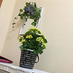 ベッド周り/季節もの/観葉植物/家は花器であるのインテリア実例 - 2018-12-12 23:52:43