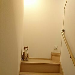 壁/天井/ねこと暮らす。/ねこが好き/階段/階段の壁のインテリア実例 - 2017-05-22 23:16:43