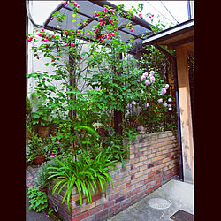 玄関/入り口/京都/京町家に住む/手作りガーデン/緑と花のある暮らし...などのインテリア実例 - 2020-05-26 15:43:47