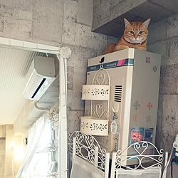 部屋全体/ねこ/茶トラ/猫/ペット...などのインテリア実例 - 2023-04-30 20:46:24