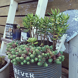 雑貨/リメ缶/多肉植物のある暮らし/多肉植物寄せ植え/多肉植物...などのインテリア実例 - 2021-12-02 16:19:20