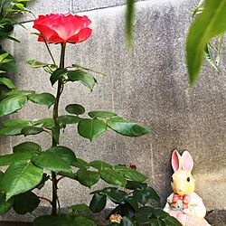 玄関/入り口/薔薇/うさぎさん♡のインテリア実例 - 2017-05-21 18:09:30