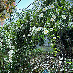 棚/花のある暮らし/花と緑のある空間/窓辺のインテリアのインテリア実例 - 2024-05-09 19:17:43