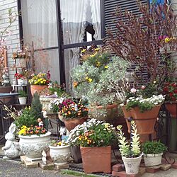 玄関/入り口/植物のインテリア実例 - 2014-04-03 16:46:17