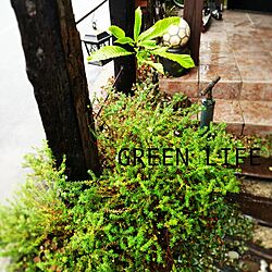 植物/green/変わらぬ風景( 〃▽〃)/梅雨入り/枕木...などのインテリア実例 - 2015-06-08 16:52:55