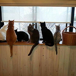 かべDIY/出窓/猫と暮らす家/リビングのインテリア実例 - 2022-09-26 22:12:05