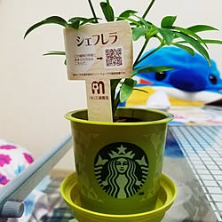 部屋全体/スタバプリンカップ/シェフレラ/観葉植物のある部屋/人生初観葉植物のインテリア実例 - 2017-06-10 19:05:36