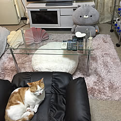 ねこ♡/ニトリ/GW満喫中/お部屋の中のGW/部屋全体のインテリア実例 - 2019-05-09 16:08:17