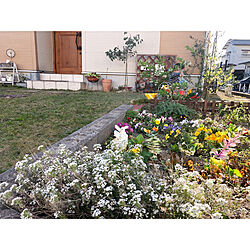 花壇 手作り/花壇/アリッサム/植物のある暮らし/庭作り...などのインテリア実例 - 2021-04-06 22:47:26