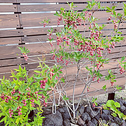 植物のある暮らし/お花のある暮らし/ウッドフェンスのインテリア実例 - 2022-04-13 07:27:08