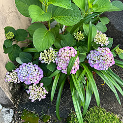 壁/天井/花の名前が分かりません/癒しの空間/お花が好き/みどりのある暮らし...などのインテリア実例 - 2024-05-27 17:10:30