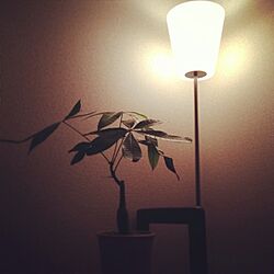 壁/天井/癒し/照明/植物/和室のインテリアのインテリア実例 - 2013-01-24 03:53:34