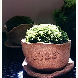 棚/植物/ハンドメイド/癒し…/手作り...などのインテリア実例 - 2015-02-28 16:02:32