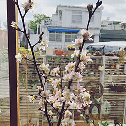 壁/天井/花を飾る/花のある暮らし/暮らしの一コマ/10000人の暮らし...などのインテリア実例 - 2018-02-24 10:14:56