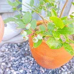 ブルーベリー/ブルーベリーの実/素焼きの植木鉢/建売住宅だけど可愛く☆/ナチュラル...などのインテリア実例 - 2023-05-12 06:40:07