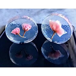リビング/桜の花の塩漬け/さくら/手作りスイーツ/和菓子...などのインテリア実例 - 2023-04-09 17:39:39