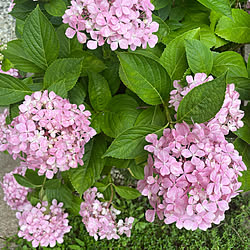 紫陽花のある暮らし/紫陽花/お花好き♡/暮らしの一コマ/ナチュラル...などのインテリア実例 - 2022-07-11 12:43:14