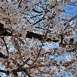 部屋全体/花のある暮らし/いやしの空間/桜/満開の桜のインテリア実例 - 2023-03-29 10:13:37