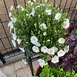 白い花が好き/ガーデニング/庭のインテリア実例 - 2022-04-19 08:27:33