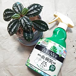 観葉植物/多肉植物/植物のある暮らし/虫対策/BotaNice...などのインテリア実例 - 2023-07-29 22:43:58