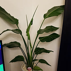 部屋全体/ｶﾒﾗﾏｰｸ出たので…/観葉植物のある暮らし/ｽﾄﾚﾘﾁｱ/いいね！ありがとうございます！...などのインテリア実例 - 2017-12-12 01:42:50