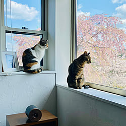きじとら猫/桜の季節/ねこのいる風景/ねこと暮らす/猫と桜...などのインテリア実例 - 2023-04-09 10:43:46