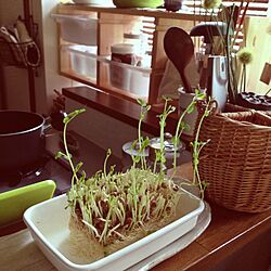 キッチン/IKEA/植物のインテリア実例 - 2013-08-18 17:54:48