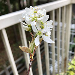 苗木/ジューンベリー/植物のある暮らし/お花のある暮らし/いつもいいね！ありがとうございます♪...などのインテリア実例 - 2021-04-01 08:24:17