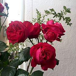 玄関/入り口/ルージュピエールドゥロンサール/ばら/植物/薔薇が好き...などのインテリア実例 - 2016-05-21 15:23:08