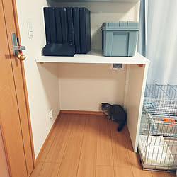 バス/トイレ/大掃除/建売住宅/ねこのいる日常/ねこと暮らす...などのインテリア実例 - 2023-01-08 14:05:58