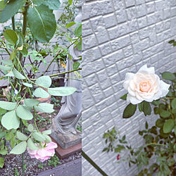 玄関/入り口/お庭/薔薇、咲いてました/折れたビアンヴニュはお部屋の彩りに♪/今は吹き返しが強くて片付けできません...などのインテリア実例 - 2022-09-19 14:17:08